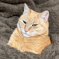 茶トラが毛布から顔と首だけ出している姿