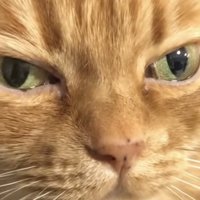 「この女、マジであざとい」のテロップ写真