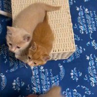 人の足をよじ登っている子猫