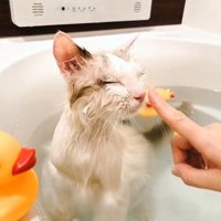 湯船に浸かっている猫