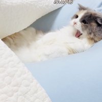 クッションでくつろぐ子猫