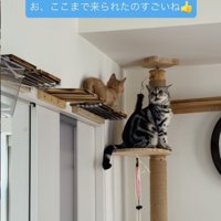 キャットウォークの上のアメリカンショートヘアと子猫