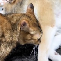 リキくんのあんよにちゅーするリサちゃん