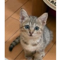 室内にいる猫