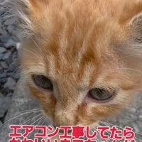 子猫の顔