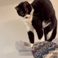 立ち上がるブッチャーくん