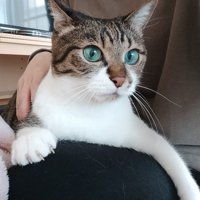 飼い主の膝の上でくつろぐ猫