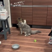 喧嘩している猫さんたち