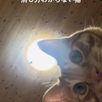 スマートフォンを見ている猫