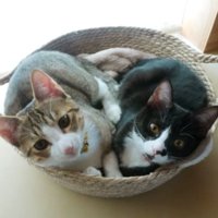 身を寄せ合っている猫たち