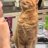 知らんぷりする猫1