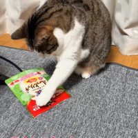 袋をつつく猫