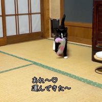 持参する猫