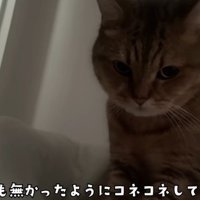 ベッドにいる猫