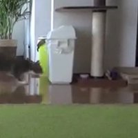 左の猫が右の猫へ駆け寄る