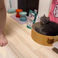 猫ベッド