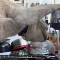 水を飲む猫