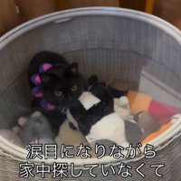 ぬいぐるみ入れに入った猫