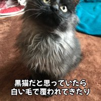 首周りが白い猫