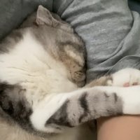 飼い主の腕にめり込んでんている小夏ちゃん