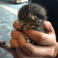 手のひらに収まる子猫