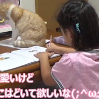 テーブルで宿題をする子供の奥に座る猫