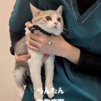 人に抱かれている猫