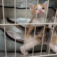 出たそうな猫