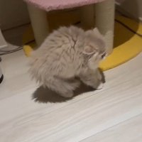 毛を逆立てて歩くイヴちゃん