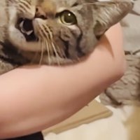ママさんに爪を切られるキジトラ猫