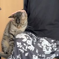 撫でられる猫
