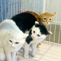 にらむ3匹の猫