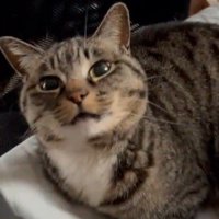 イスに座っている猫