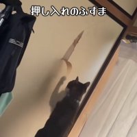ふすまのめくれている紙に触っている猫