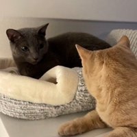 並んで座っている2匹の猫