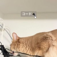 コードをくわえる猫
