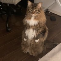 立つ猫