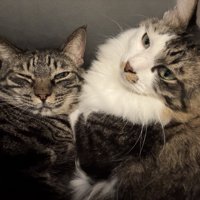 寄り添う2匹の猫