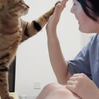 飼い主さんとハイタッチするキジトラ猫