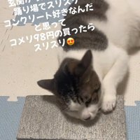 コンクリートを掴む猫