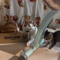 子猫を見る猫