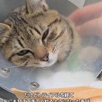 カラーをつけた子猫