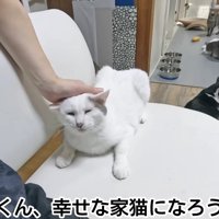 頭をなでられる猫