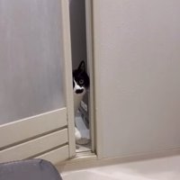 ドアの隙間からカメラを見つめる猫