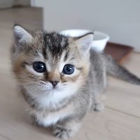 みつめてくる子猫