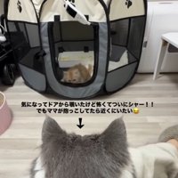 キャリーに入っている猫を見ている猫