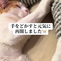 ベッドの中でふみふみしている猫