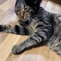 先住猫と遊ぶ子猫