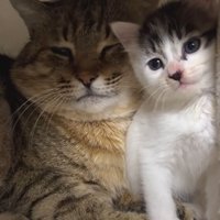 成猫と子猫