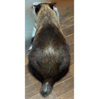 猫の背中